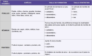 exemple de devis d elagage