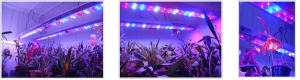 exemple de devis horticulture